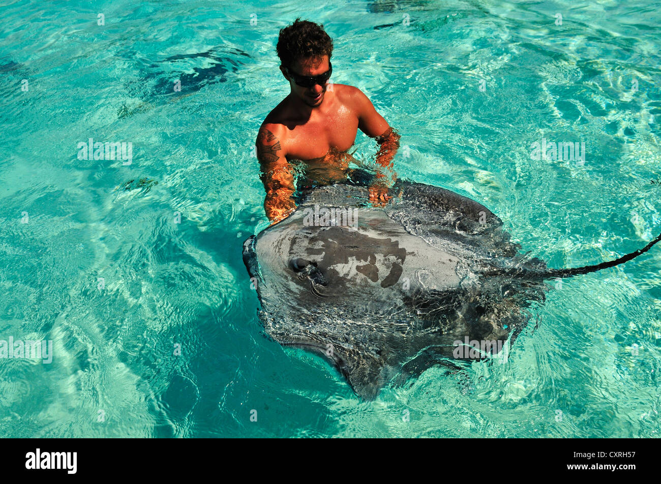 Man swimming with a stingray (Dasyatis sp.), Stingray World, Hauru