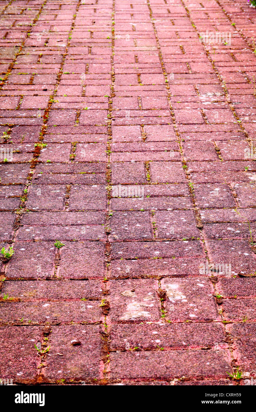 Close up of a cobbled path with weeds and moss, Saarland / Germany ...