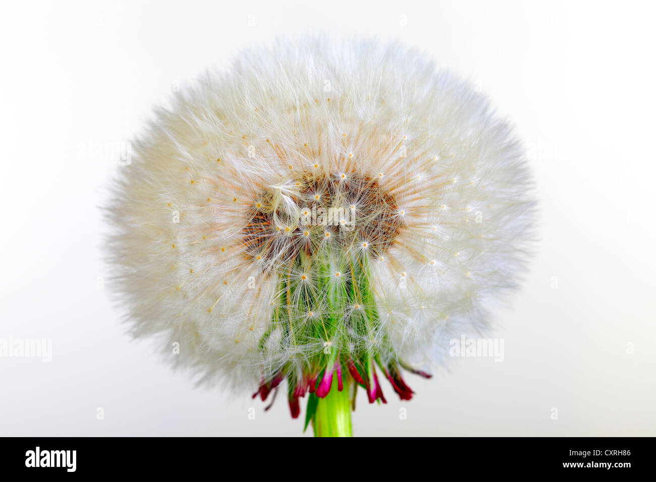 close up of a dandelion flower after blooming, studio shot Stock Photo