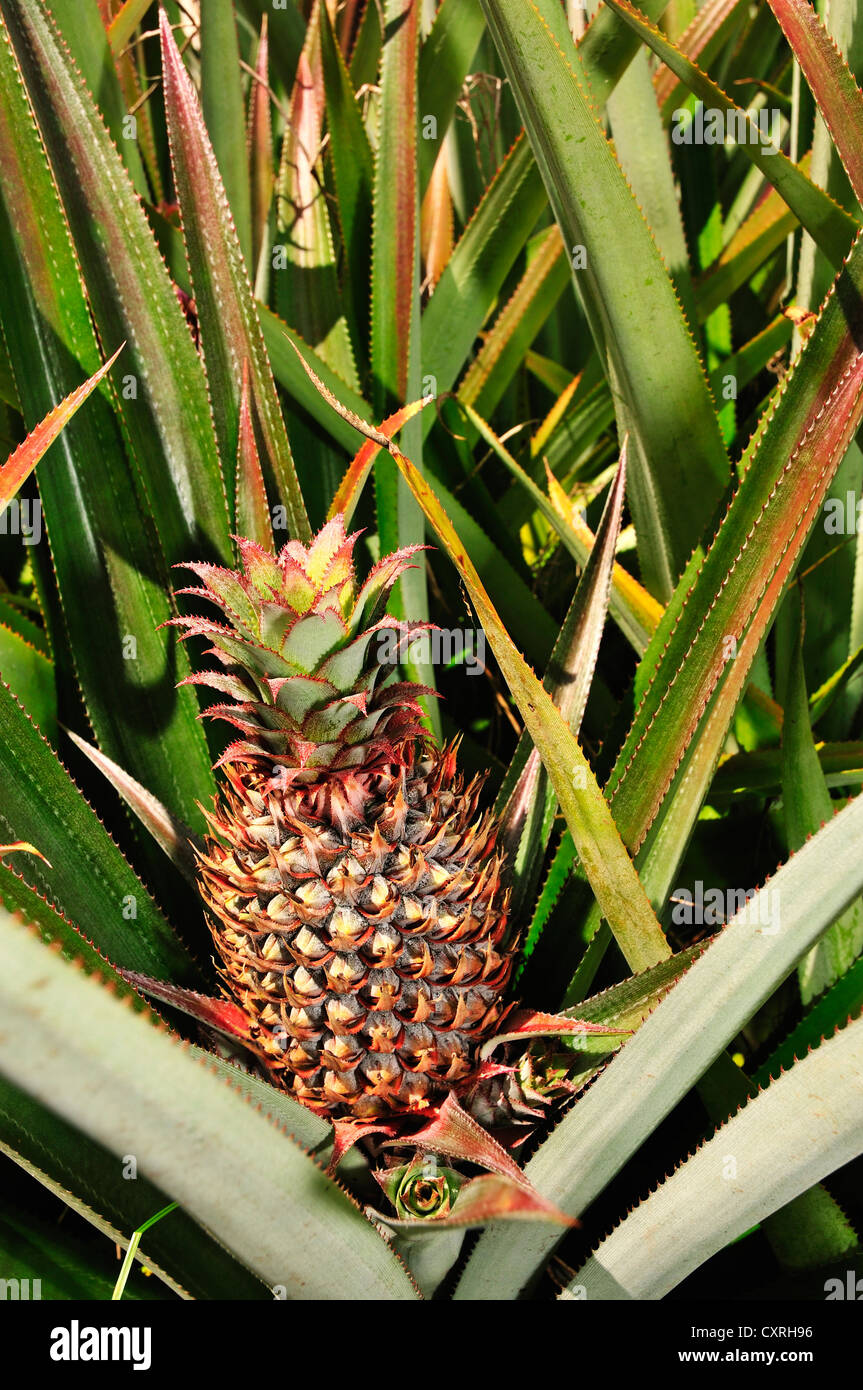 Pineapple fruit growing, pineapple plantation, Mount Tohiea, Moorea