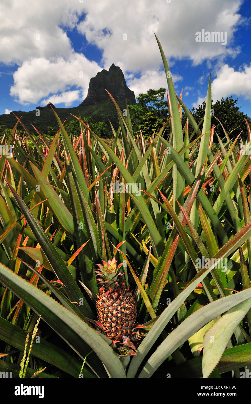 Pineapple plantation, Mount Tohiea, Moorea, Windward Islands, Society