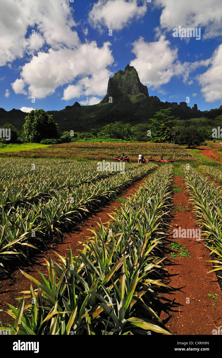 Pineapple plantations hires stock photography and images Alamy