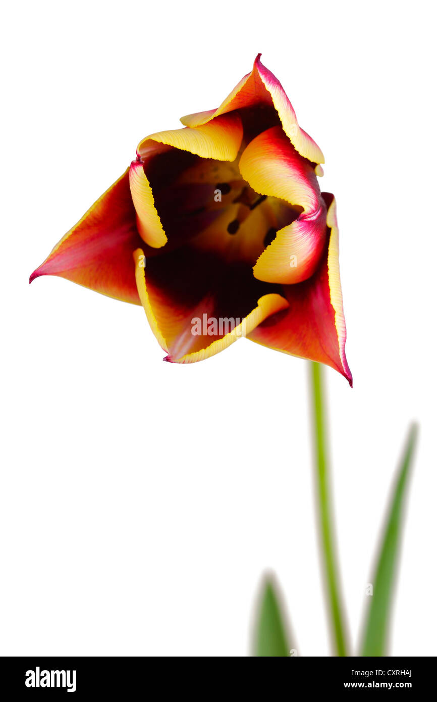 Close up of a tulip flower isolated on white background Stock Photo - Alamy