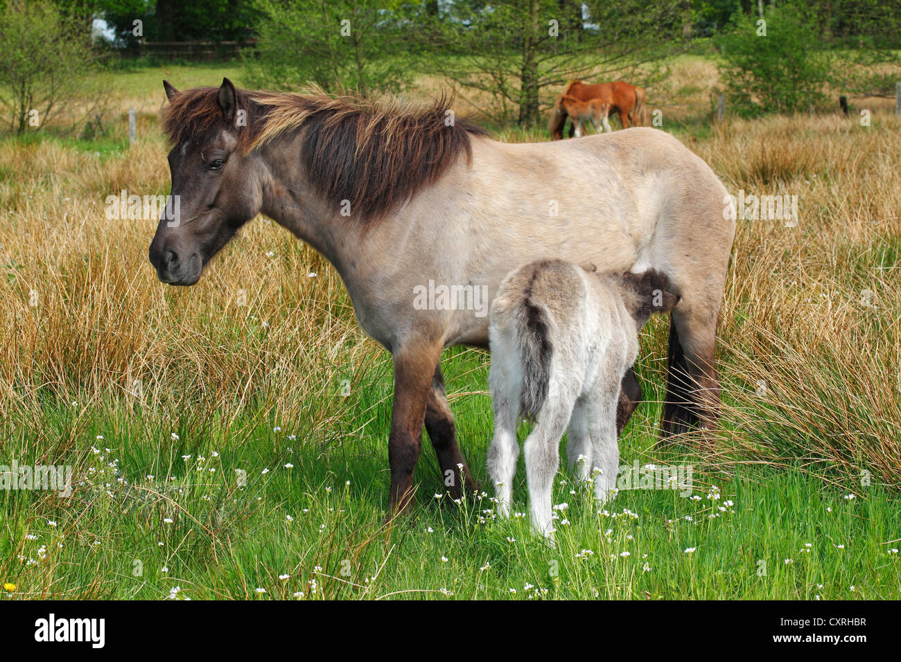 Mare suckling a foal, Icelandic Horse or Icelandic Pony Stock Photo