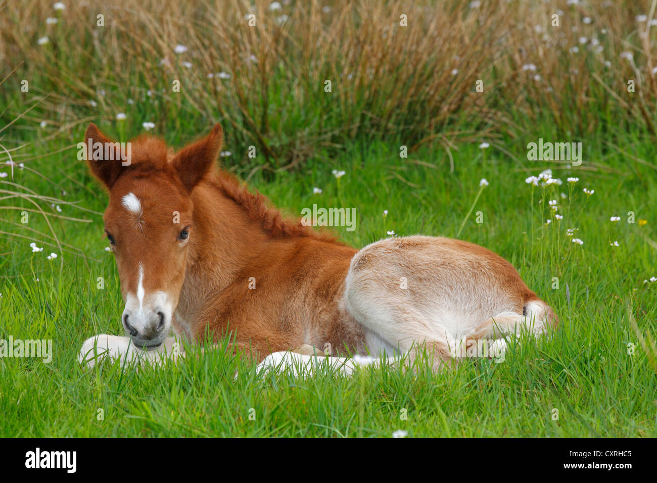 Resting foal, Icelandic Horse or Icelandic Pony Stock Photo Alamy