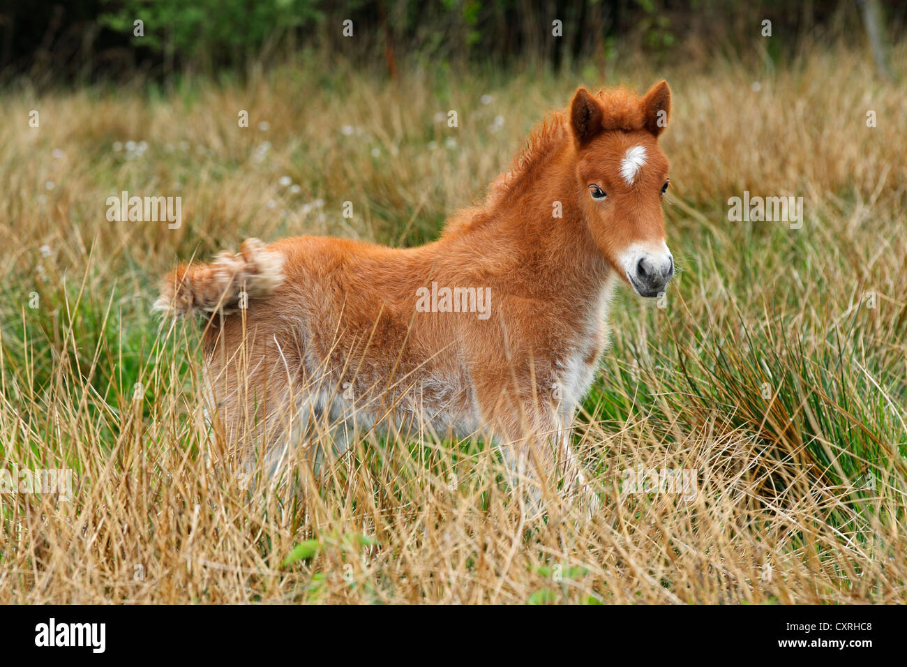 Foal, Icelandic Horse or Icelandic Pony Stock Photo - Alamy