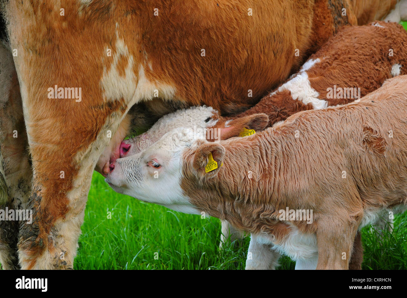 Calves feeding from their mother Stock Photo