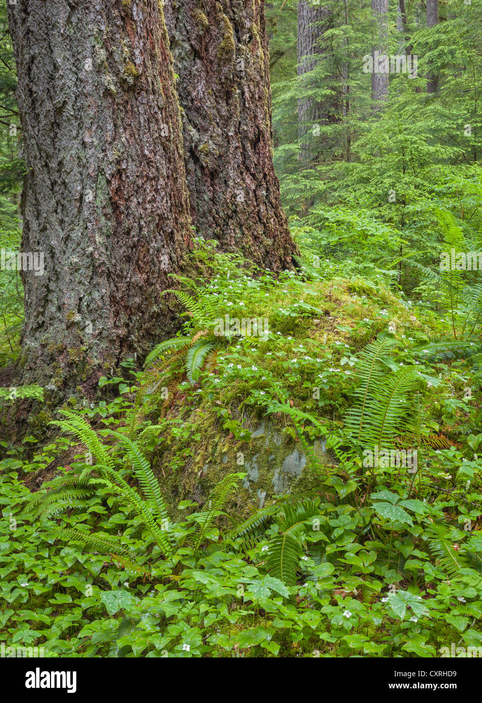 Olympic National Park, Washington Flowering bunchberry and ferns under old growth Douglas fir trees in the Sol Duc Valley Stock Photo