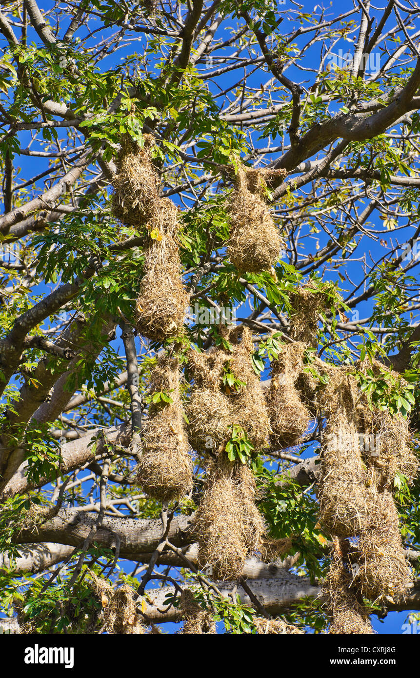 Weaver nests on a tree in Lake Nicaragua, Isletas, Lago de Nicaragua, Nicaragua, Central America Stock Photo