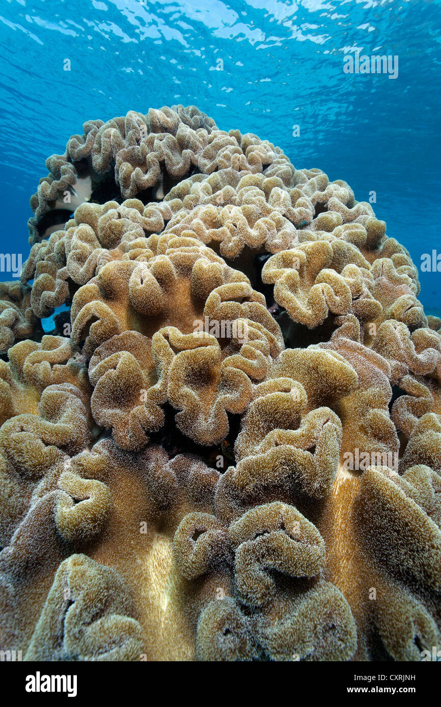 Colony of toadstool mushroom leather corals (Sarcophyton sp), soft corals, Great Barrier Reef, a UNESCO World Heritage Site Stock Photo