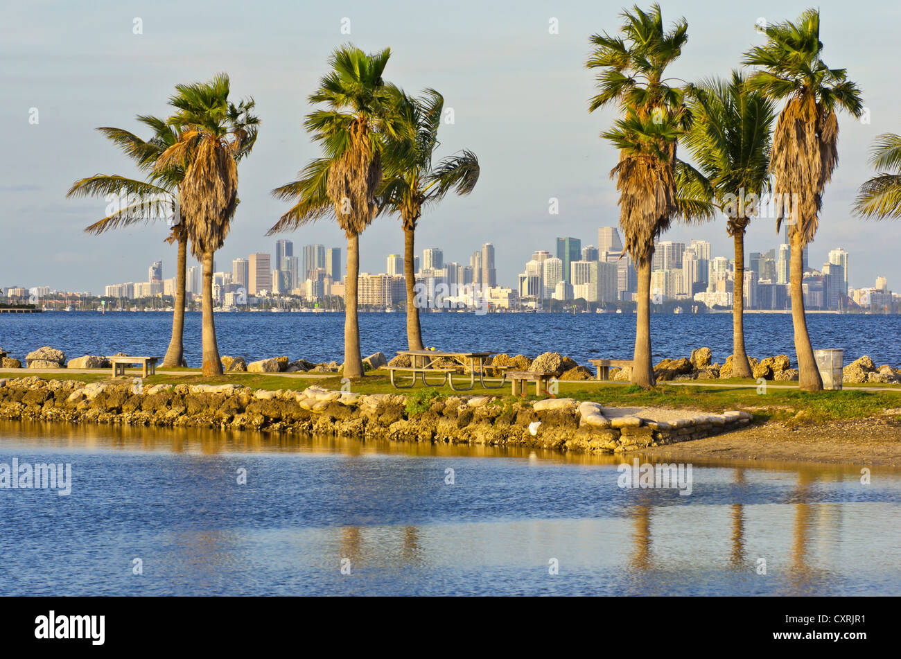 Skyline of downtown Miami with palm trees at front, from Matheson Hammock Park, Florida, USA Stock Photo