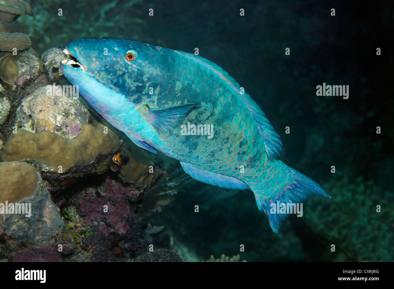 Parrot fish (Scarus sp.) swimming over a coral reef, Great Barrier Reef, a UNESCO World Heritage Site, Queensland, Cairns Stock Photo