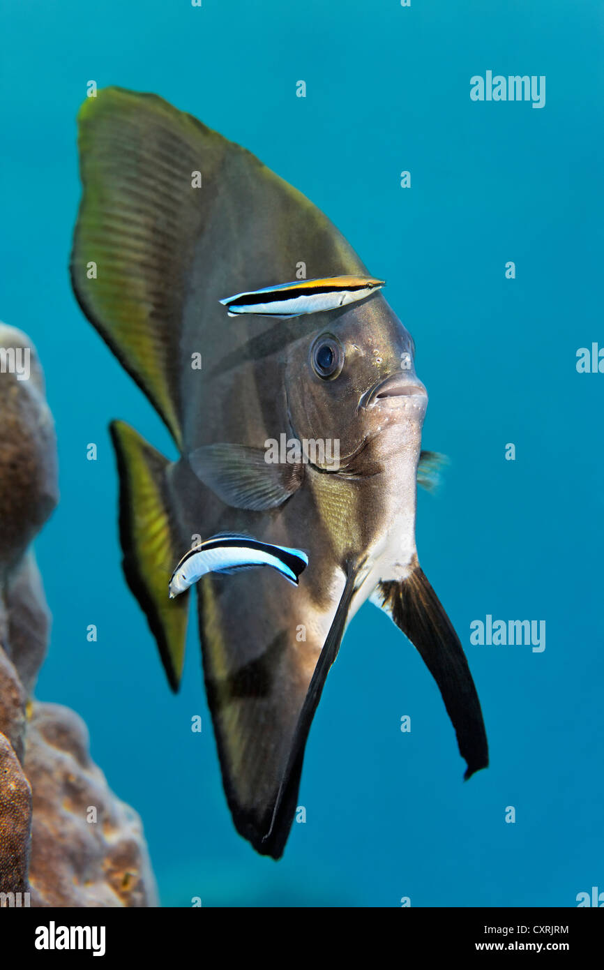 Young roundface batfish (Platax teira) with bluestreak cleaner wrasses (Labroides dimidiatus), Great Barrier Reef Stock Photo
