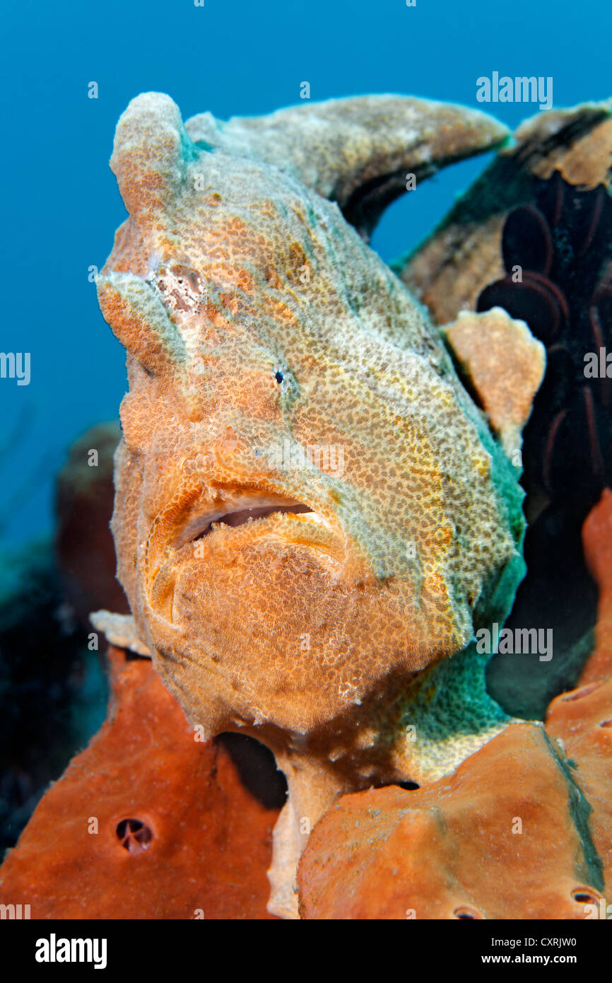 Big angler (Antennarius commersoni) on sponge on a coral reef, Great