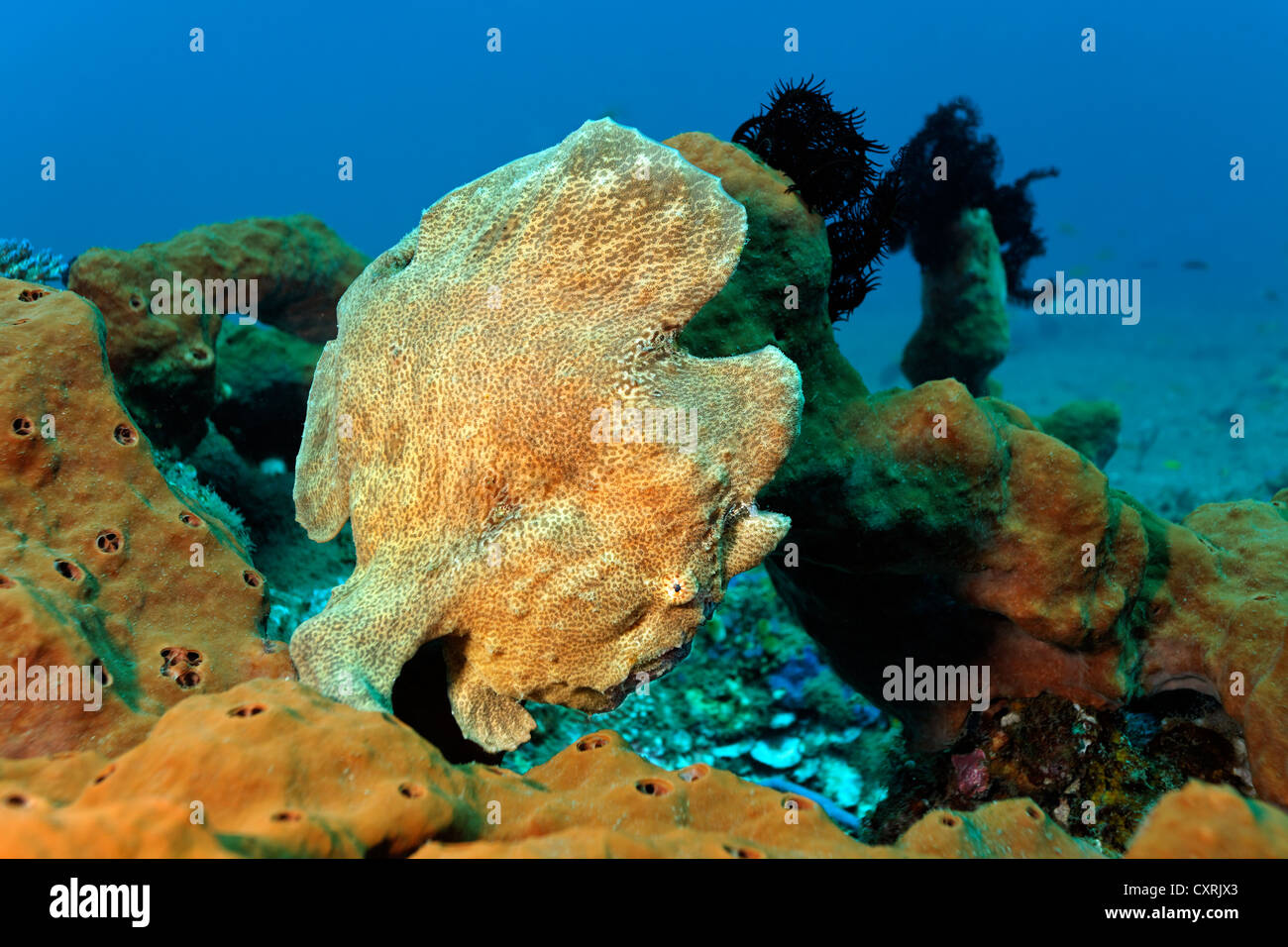 Big angler (Antennarius commersoni) on sponge on a coral reef, Great ...