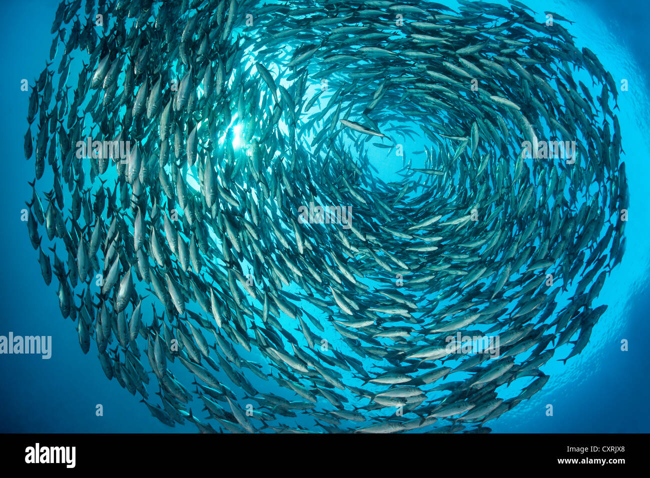 Fish shoal circle hi-res stock photography and images - Alamy