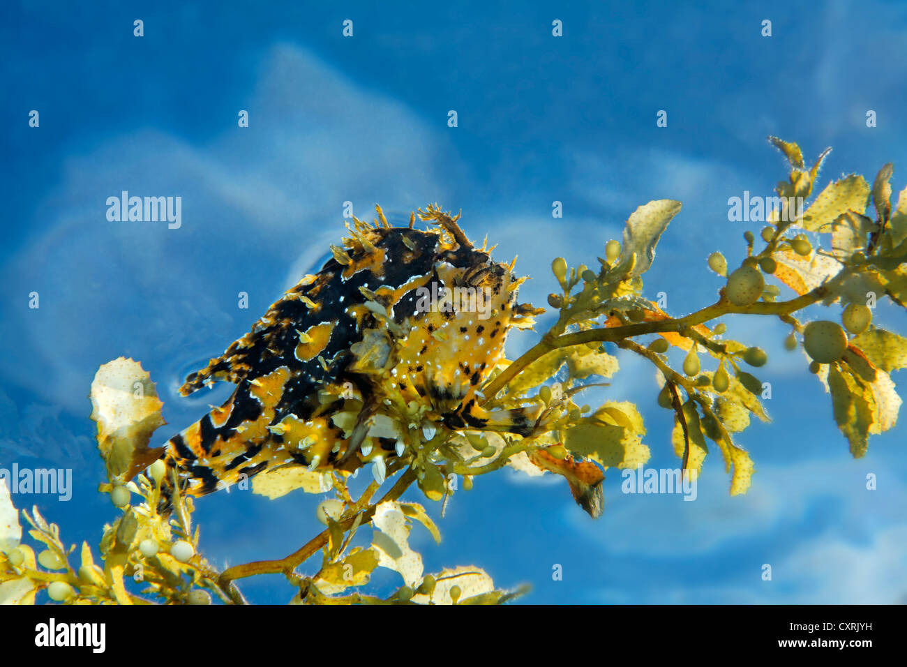 Sargassumfish (Histrio histrio) on Japanese wireweed (Sargassum muticum), Great Barrier Reef, a UNESCO World Heritage Site Stock Photo