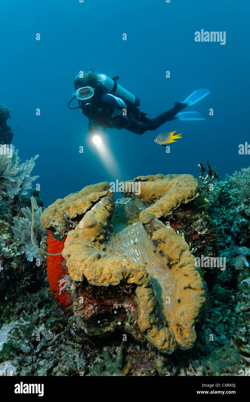 Female diver looking at a giant clam (Tridacna gigas) on a coral reef, Great Barrier Reef, a UNESCO World Heritage Site Stock Photo