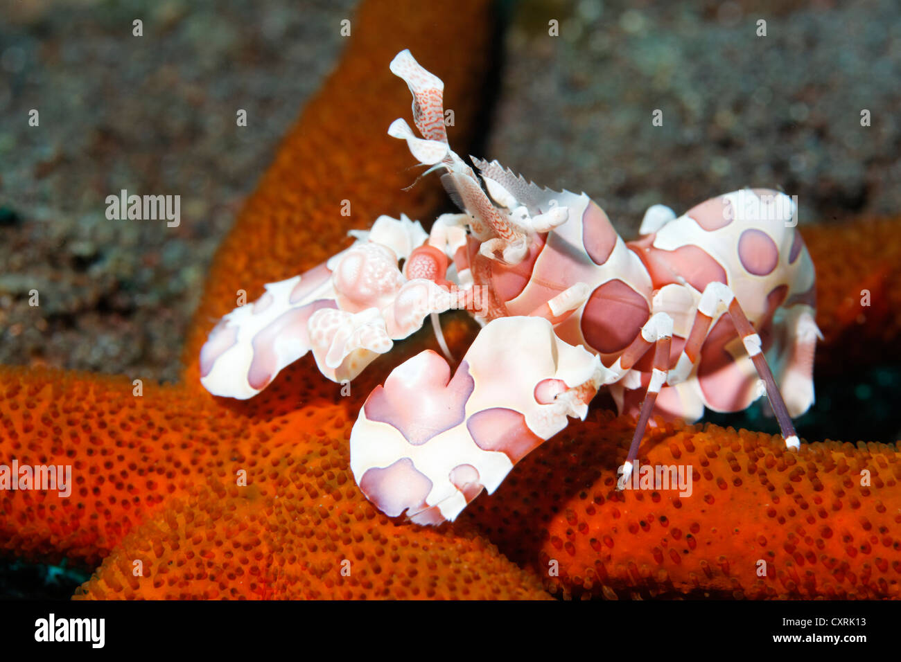 Harlequin shrimp (Hymenocera picta) on a red starfish, Great Barrier Reef, a UNESCO World Heritage Site, Queensland, Cairns Stock Photo