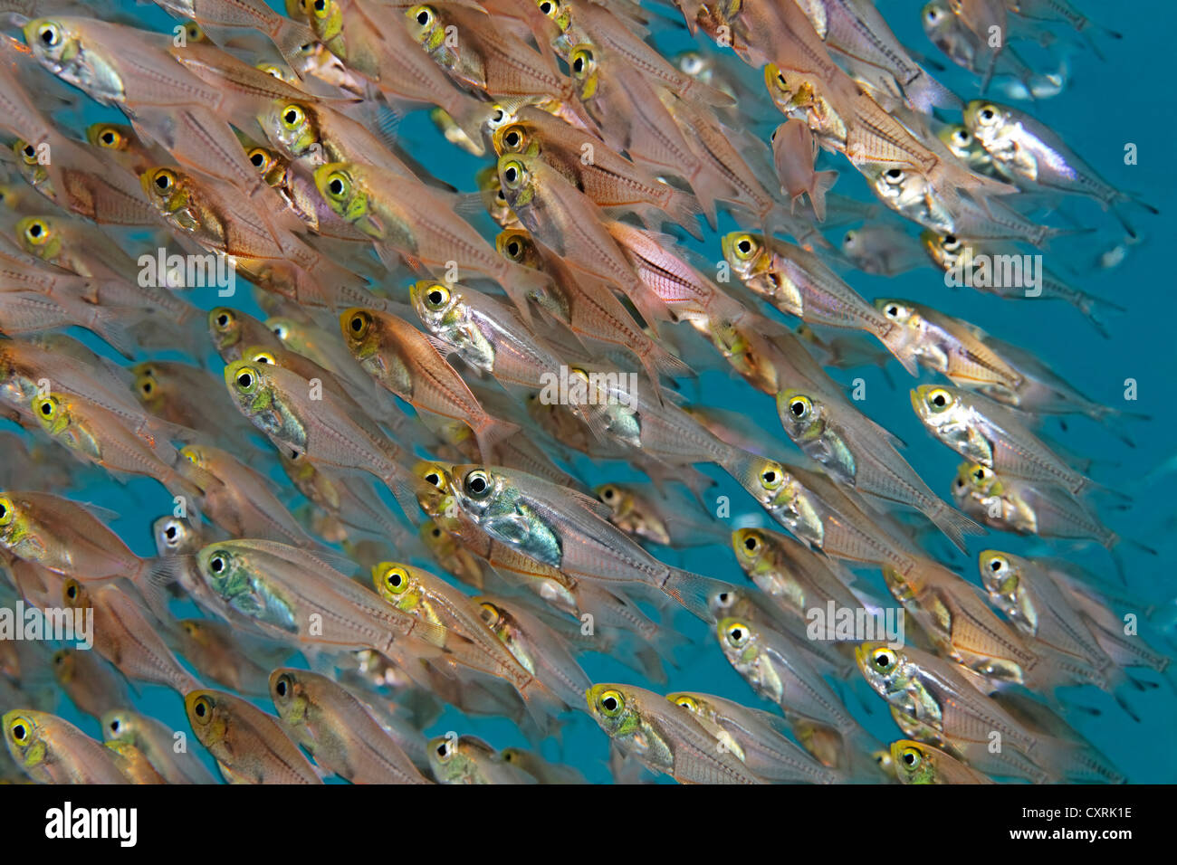 Shoal of pigmy sweepers (Parapriacanthus ransonneti), Great Barrier Reef, a UNESCO World Heritage Site, Queensland, Cairns Stock Photo