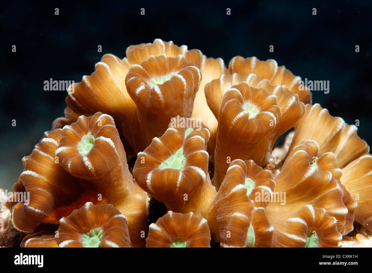 Dendrophyllia coral (Balanophyllia sp.) with its polyps closed, Great Barrier Reef, a UNESCO World Heritage Site, Queensland Stock Photo