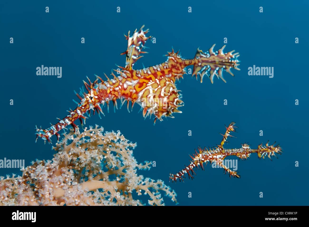 Ornate ghost pipefish (Solenostomus paradoxus), Great Barrier Reef, a UNESCO World Heritage Site, Queensland, Cairns, Australia Stock Photo