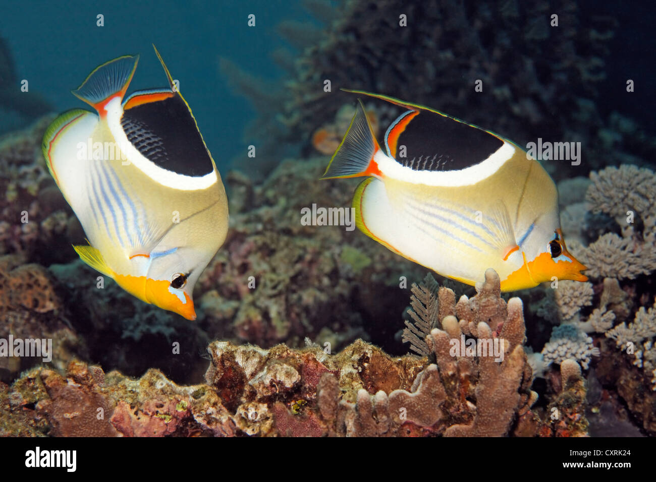 Saddle butterflyfish (Chaetodon ephippium) swimming over a coral reef, Great Barrier Reef, a UNESCO World Heritage Site Stock Photo