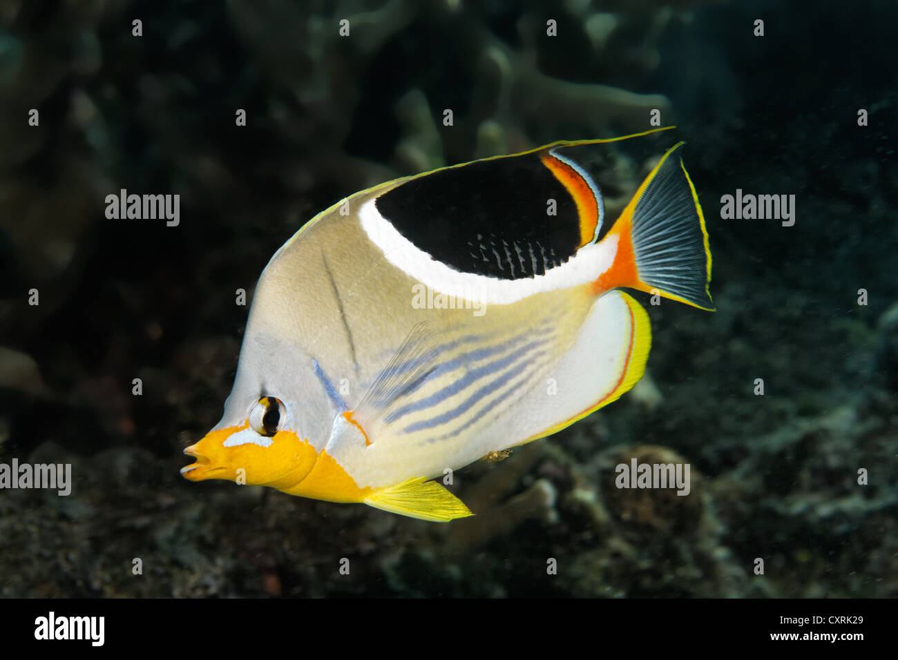 Saddle butterflyfish (Chaetodon ephippium), Great Barrier Reef, a UNESCO World Heritage Site, Queensland, Cairns, Australia Stock Photo