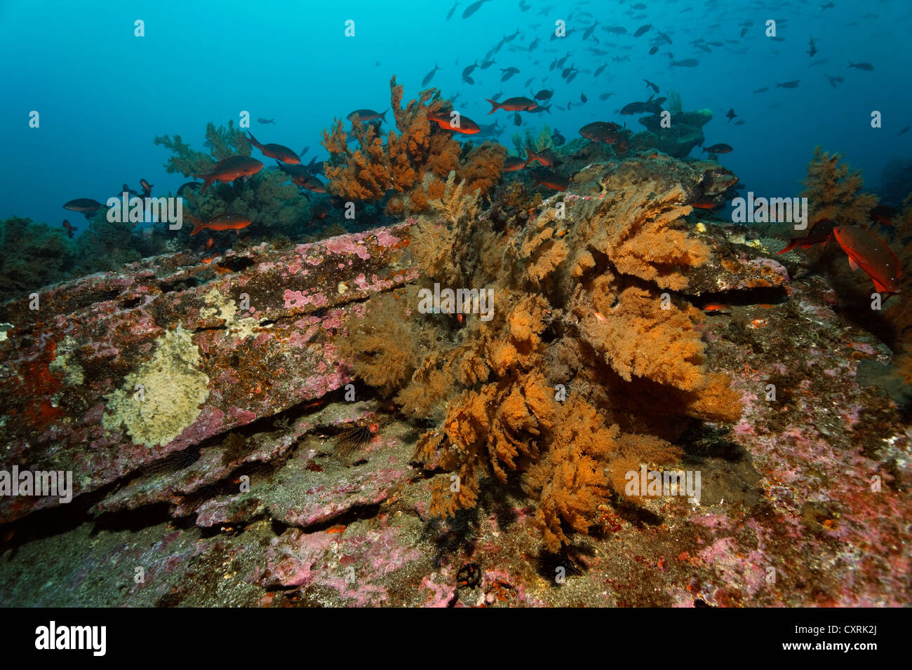 Typical rocky reef, densely covered with various corals, Ponta de Sao Vicente, Isabella Island, Albemarle, Galapagos Islands, a Stock Photo