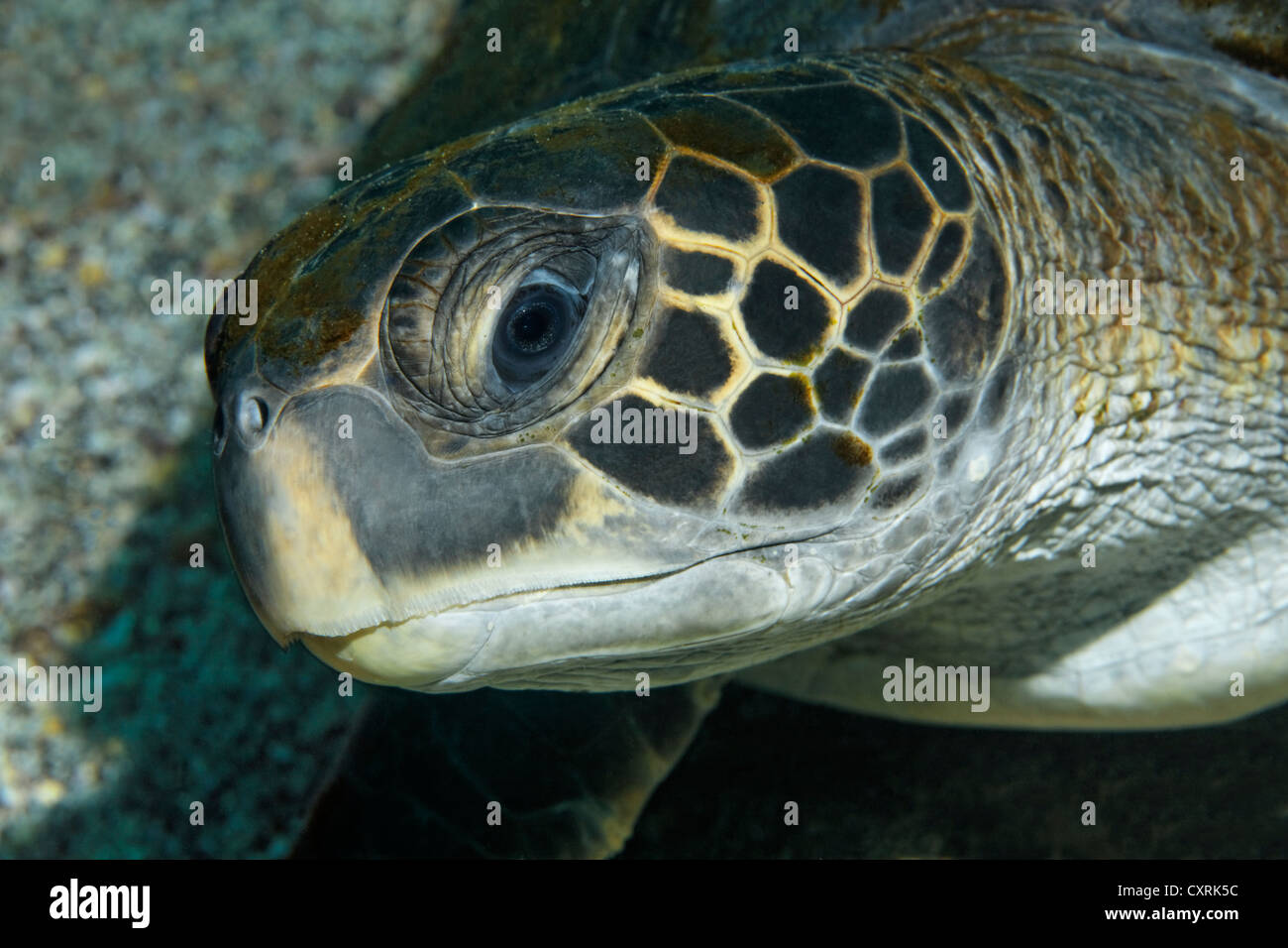 Green sea turtle (Chelonia mydas), head, portrait, Ponta de Sao Vicente, Isabella Island, Albemarle, Galapagos Islands, a UNESCO Stock Photo