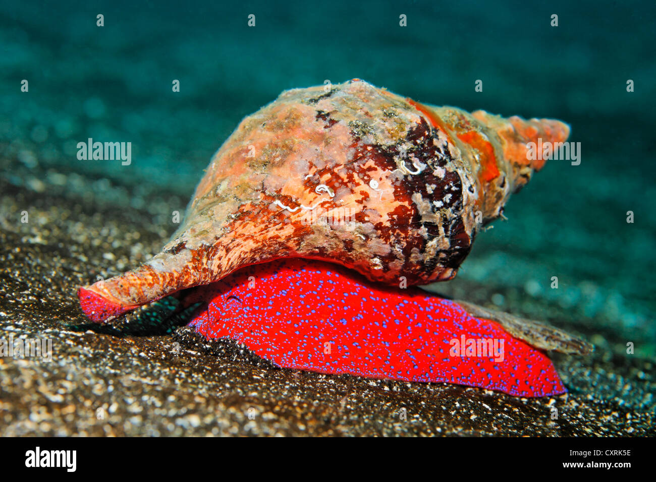 Galápagos conch (Pleuroploca princeps) on sandy seafloor, Ponta de Sao Vicente, Isabella Island, Albemarle, Galapagos Islands, a Stock Photo