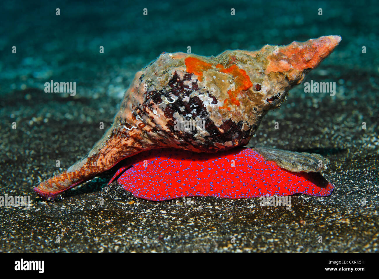 Galápagos conch (Pleuroploca princeps) on sandy seafloor, Ponta de Sao Vicente, Isabella Island, Albemarle, Galapagos Islands, a Stock Photo