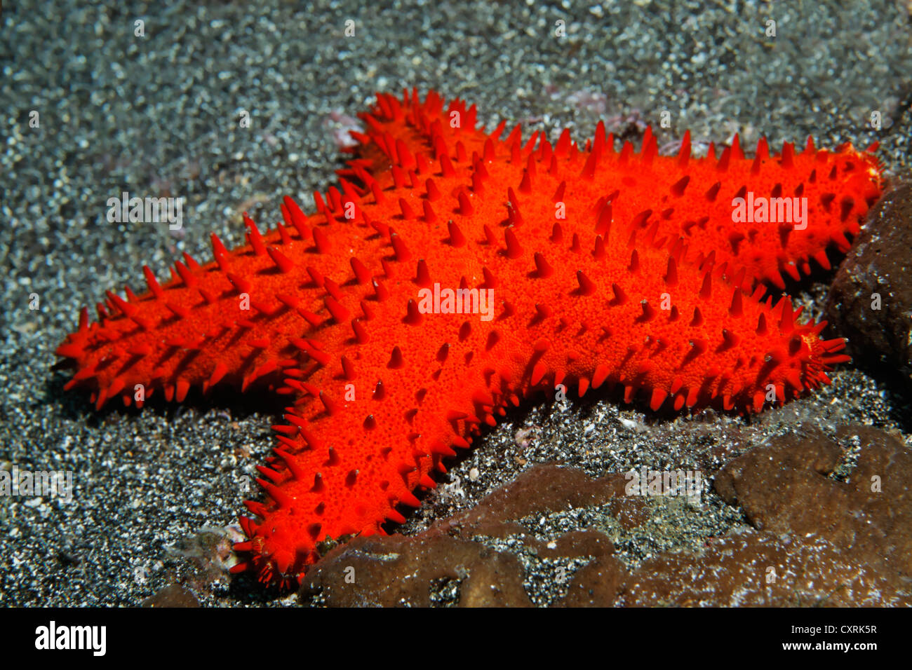 Unidentified starfish (Euretaster sp.), red, Ponta de Sao Vicente, Isabella Island, Albemarle, Galapagos Islands, a UNESCO World Stock Photo