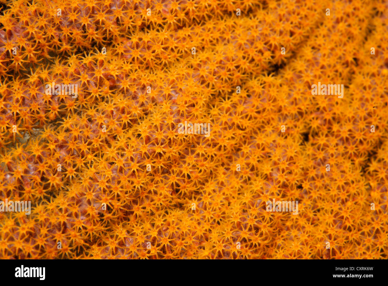Polyps on unidentified soft coral (Plexauridae), Ponta de Sao Vicente, Isabella Island, Albemarle, Galapagos Islands, a UNESCO Stock Photo