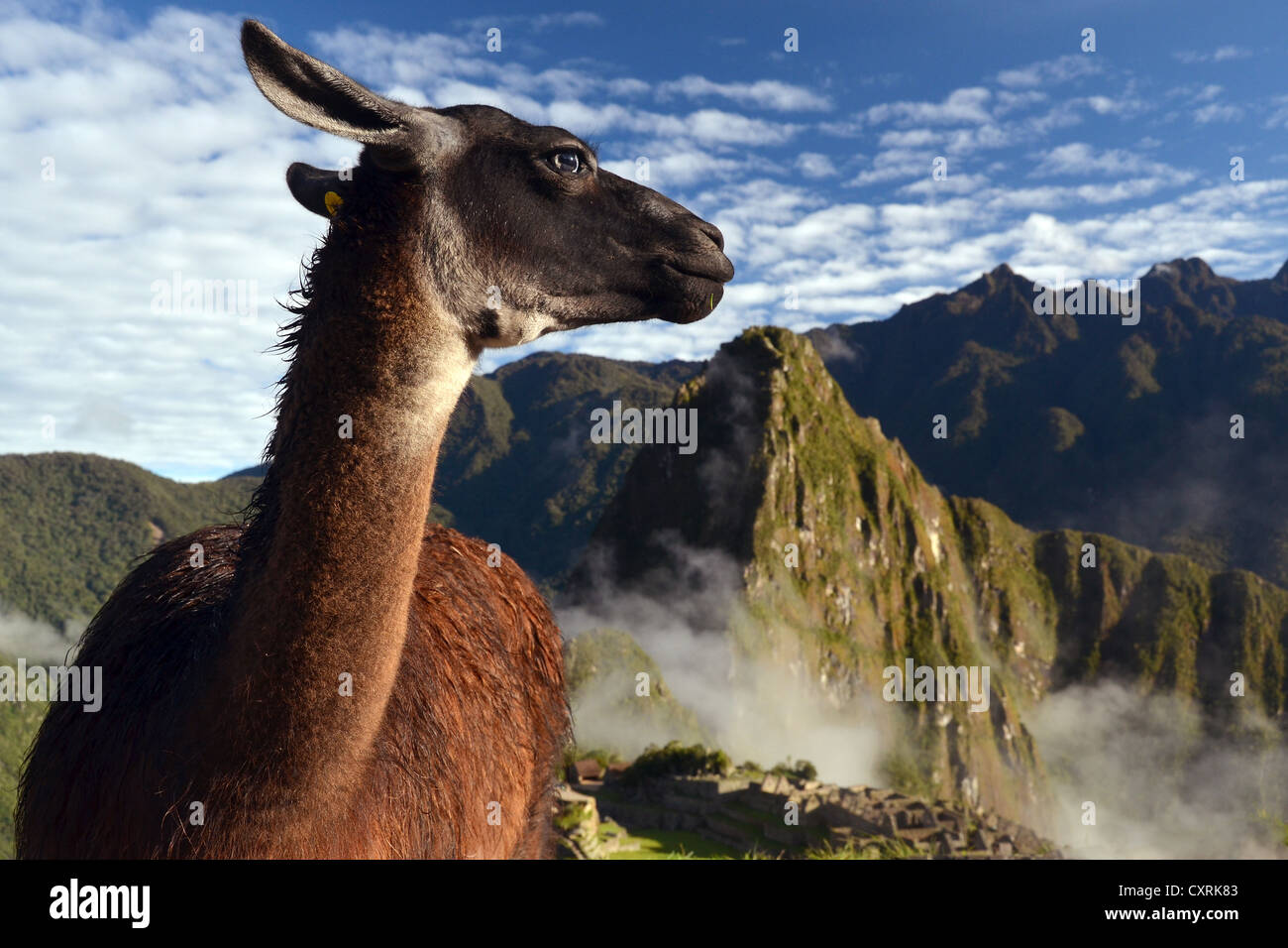 Llama (Llama glama) at the ruins of Machu Picchu, near Cusco, Andes, Peru, South America Stock Photo