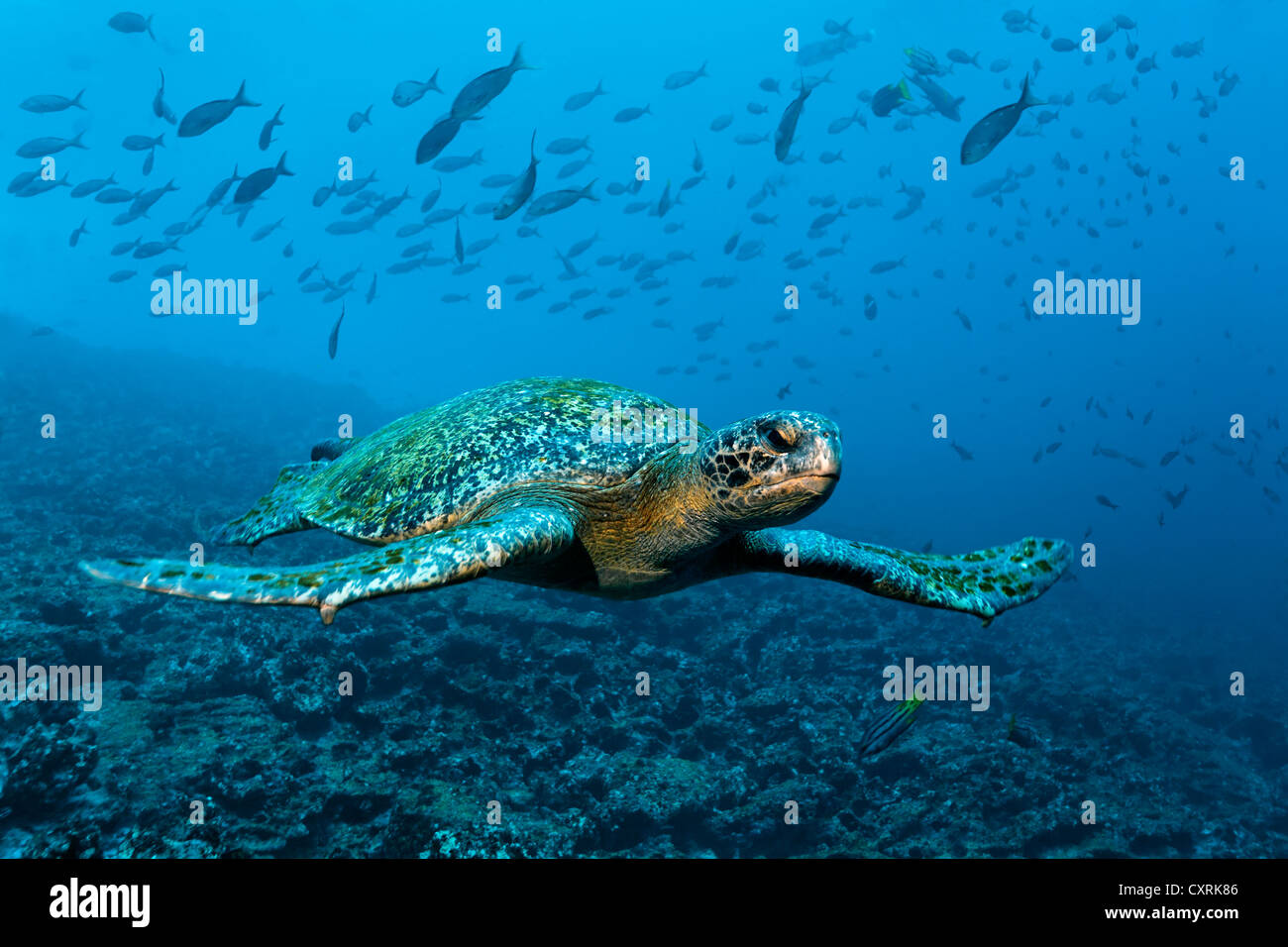 Green sea turtle (Chelonia mydas) swimming over a reef, a shoal of fish at the back, Punta Cormorant, Floreana Island Stock Photo