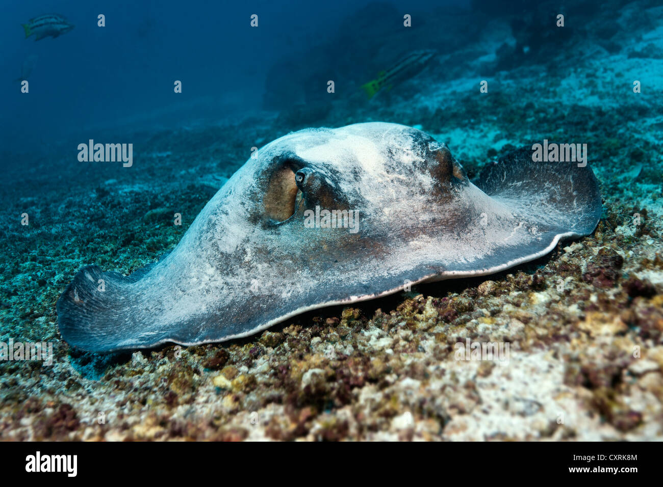 Diamond stingray (Dasyatis brevis), lying on the sandy seafloor with coral rubble, Punta Cormorant, Floreana Island Stock Photo
