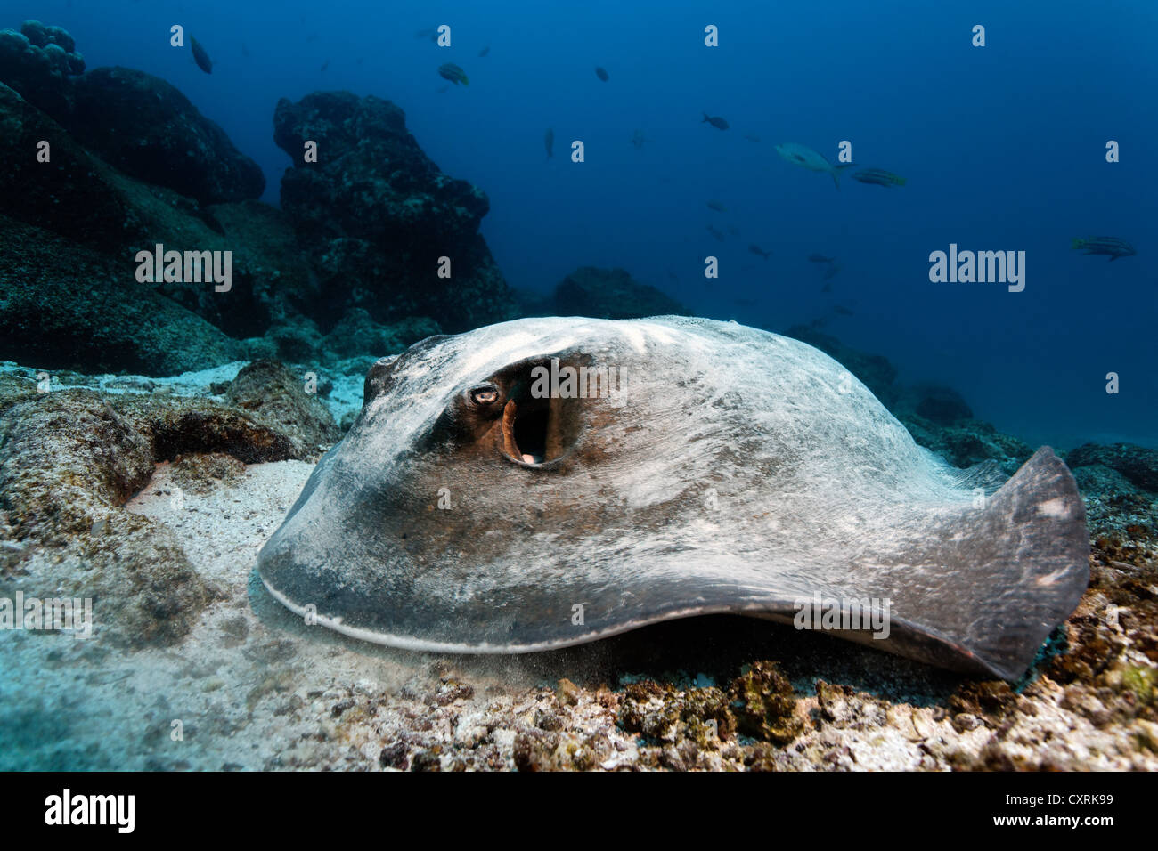 Diamond stingray (Dasyatis brevis), lying on sandy seafloor with coral rubble, Punta Cormorant, Floreana Island Stock Photo