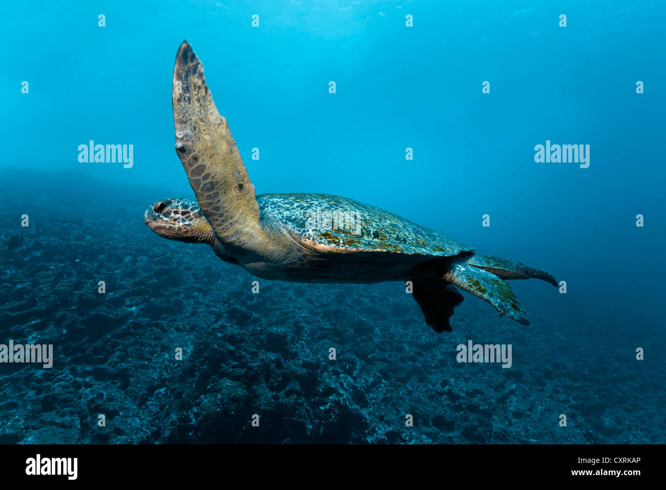 Green sea turtle (Chelonia mydas) swimming in front of a reef, Floreana Island, Enderby, Galápagos Islands Stock Photo