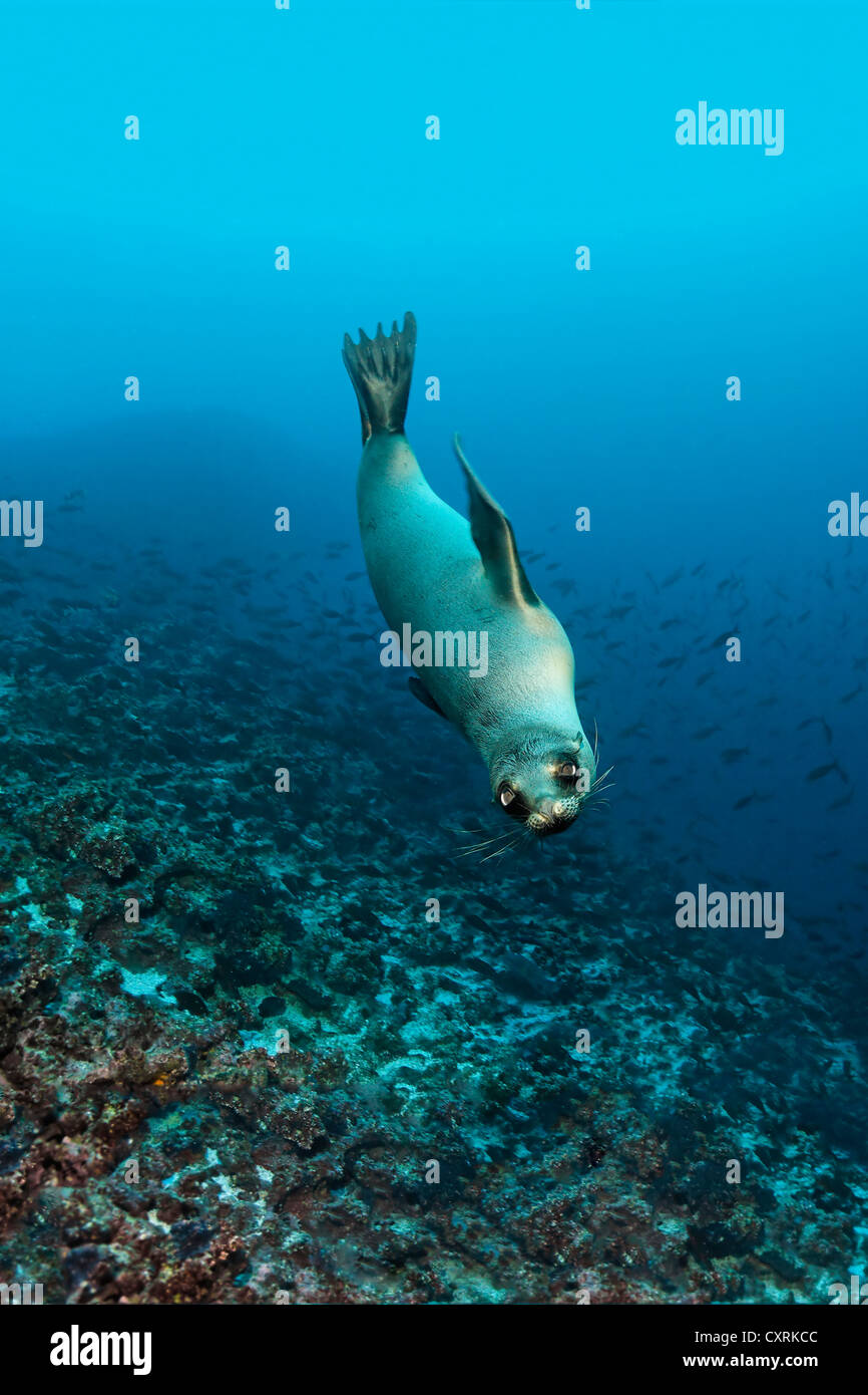Galápagos fur seal (Arctocephalus galapagoensis) swimming over a reef, Floreana Island, Enderby, Galápagos Islands Stock Photo