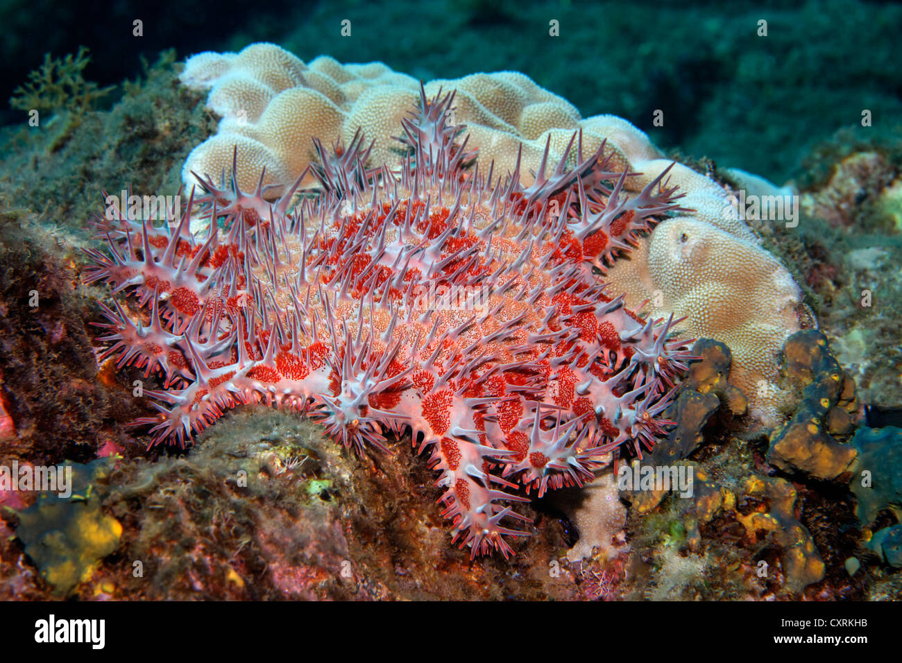 Crown-of-thorns starfish (Acanthaster planci), poisenous, feeding on madrepore, San Benedicto Island, near Socorro Stock Photo