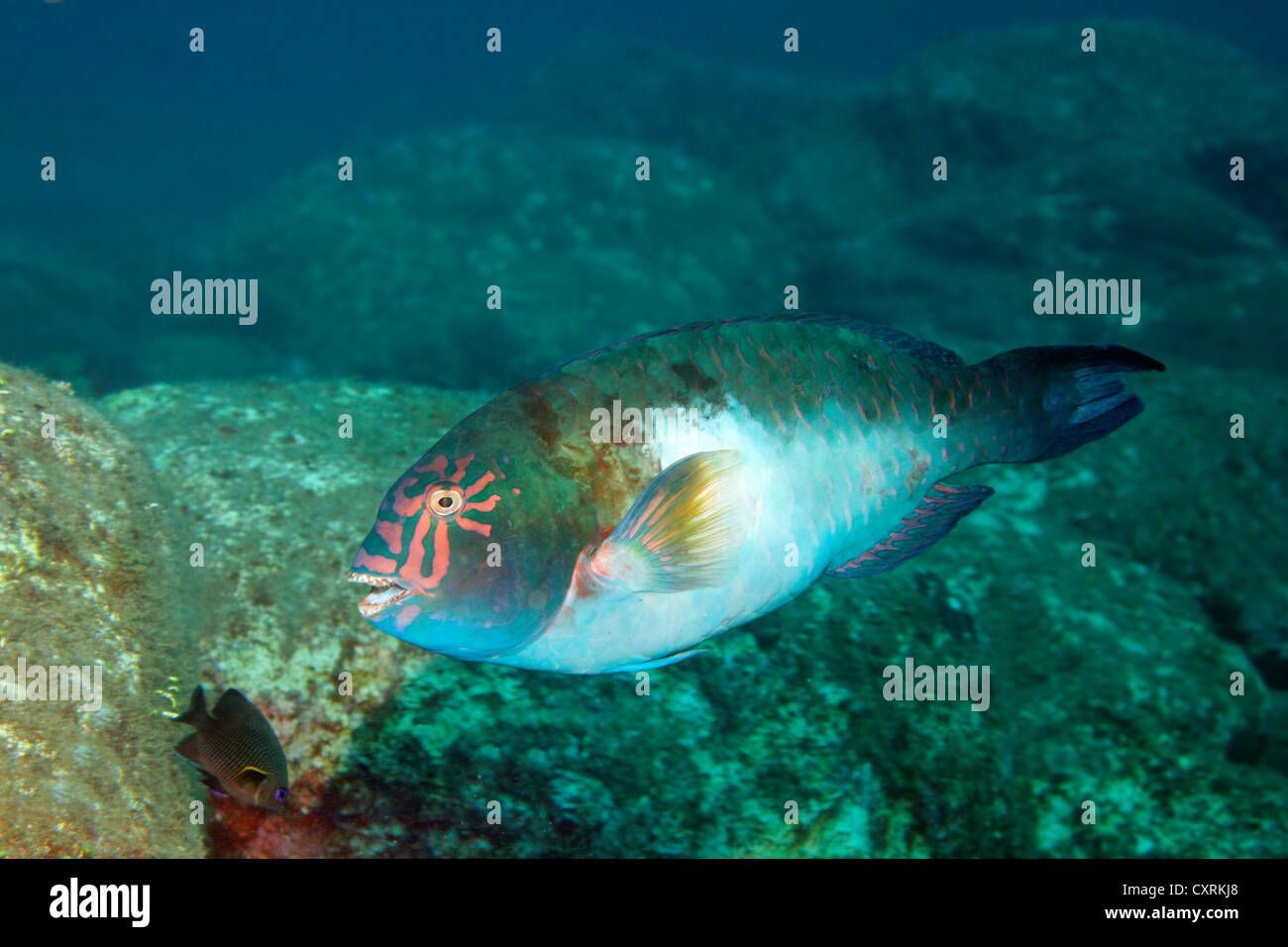 Christmas parrotfish (Calotomus carolinus) swiming over a reef, San Benedicto Island, near Socorro, Revillagigedo Islands Stock Photo