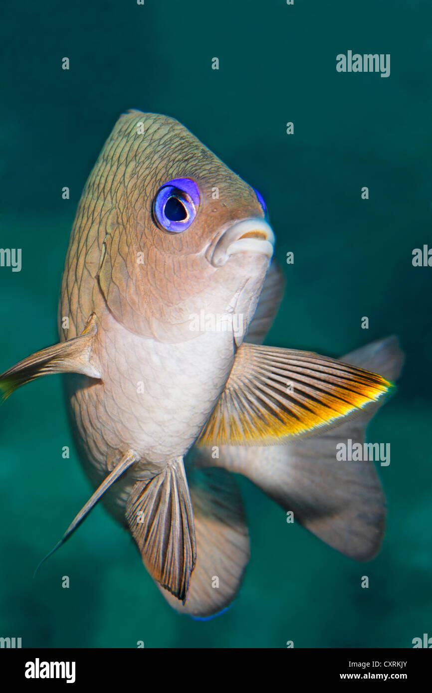 Damselfish (Pomacentridae), San Benedicto Island, near Socorro, Revillagigedo Islands, archipelago, Mexico, eastern Pacific Stock Photo