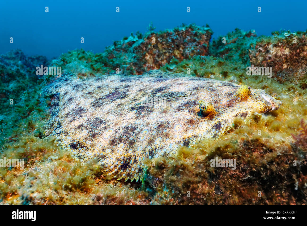 Pacific leopard flounder (Bothus leopardinus), San Benedicto Island, near Socorro, Revillagigedo Islands, archipelago, Mexico Stock Photo