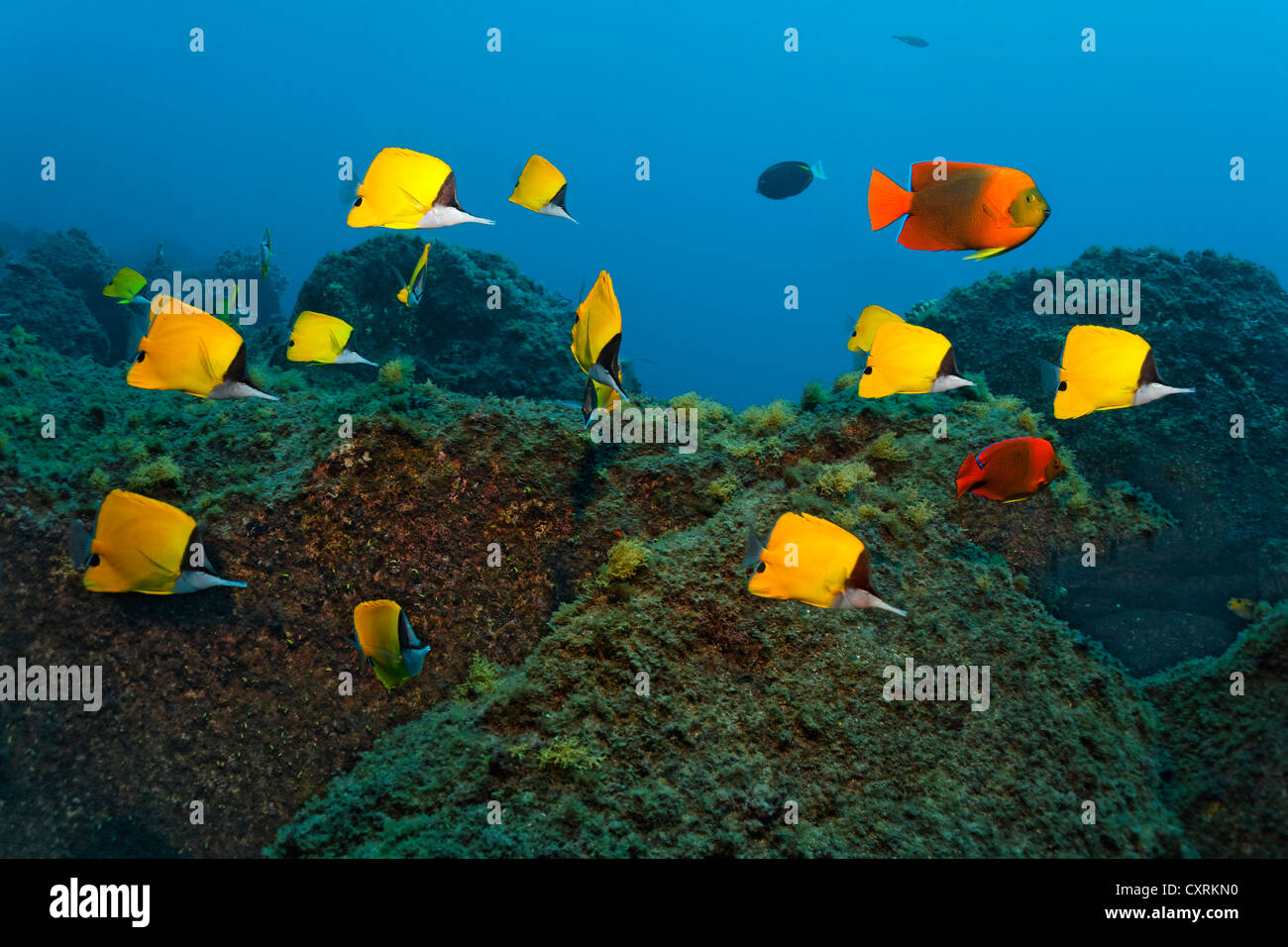 Shoal of yellow longnose butterflyfish (Forcipiger flavissimus) and Clarion angelfish (Holacanthus clarionensis) swimming above Stock Photo