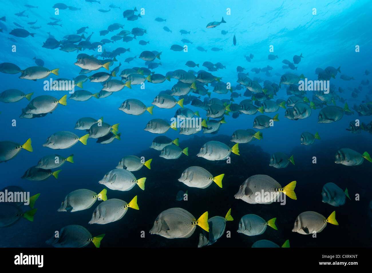 Razor surgeonfish (Prionurus laticlavius), San Benedicto Island, near Socorro, Revillagigedo Islands, archipelago, Mexico Stock Photo