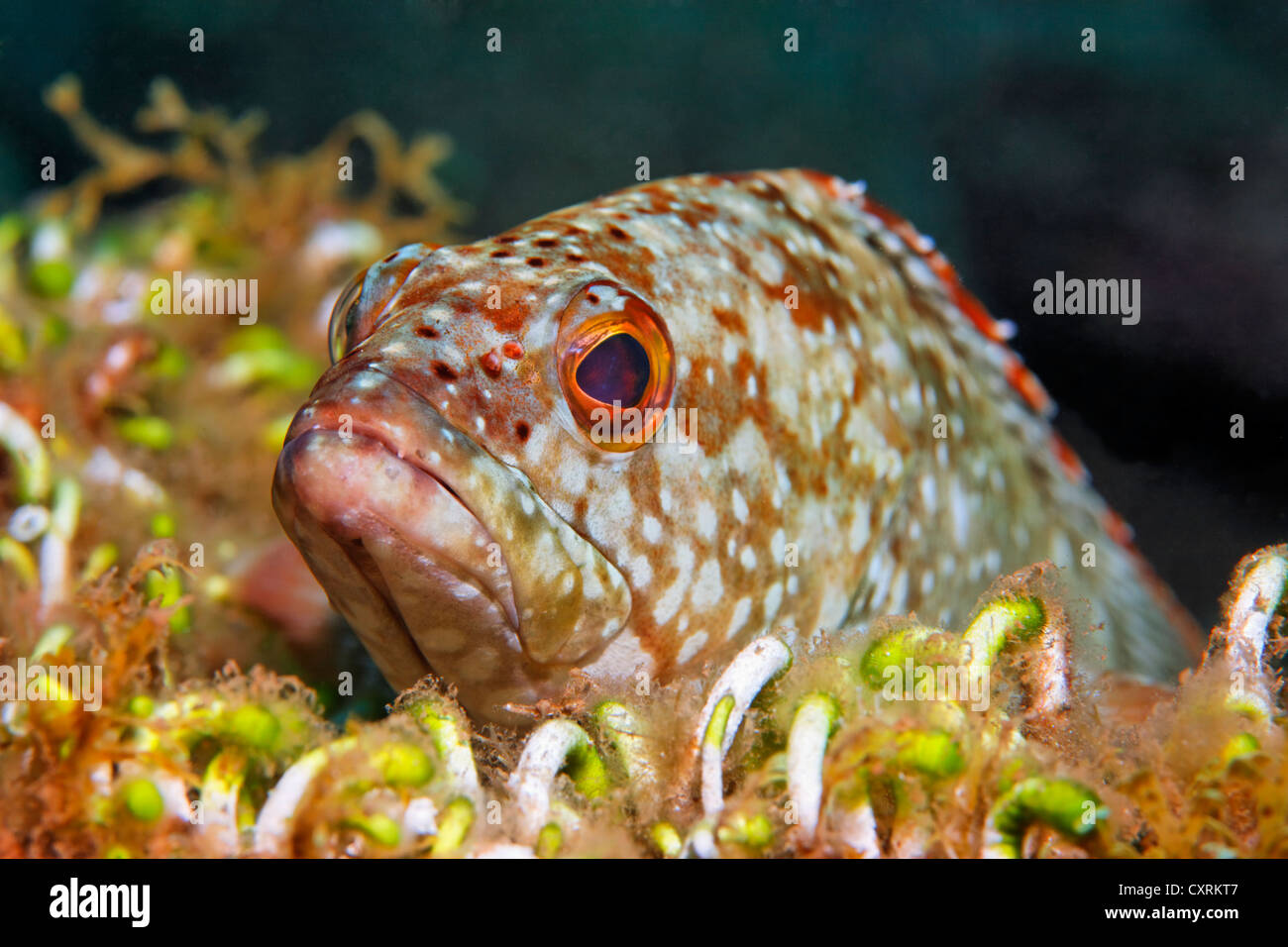 Starry grouper (Epinephelus labriformis), San Benedicto Island, near Socorro, Revillagigedo Islands, archipelago, Mexico Stock Photo