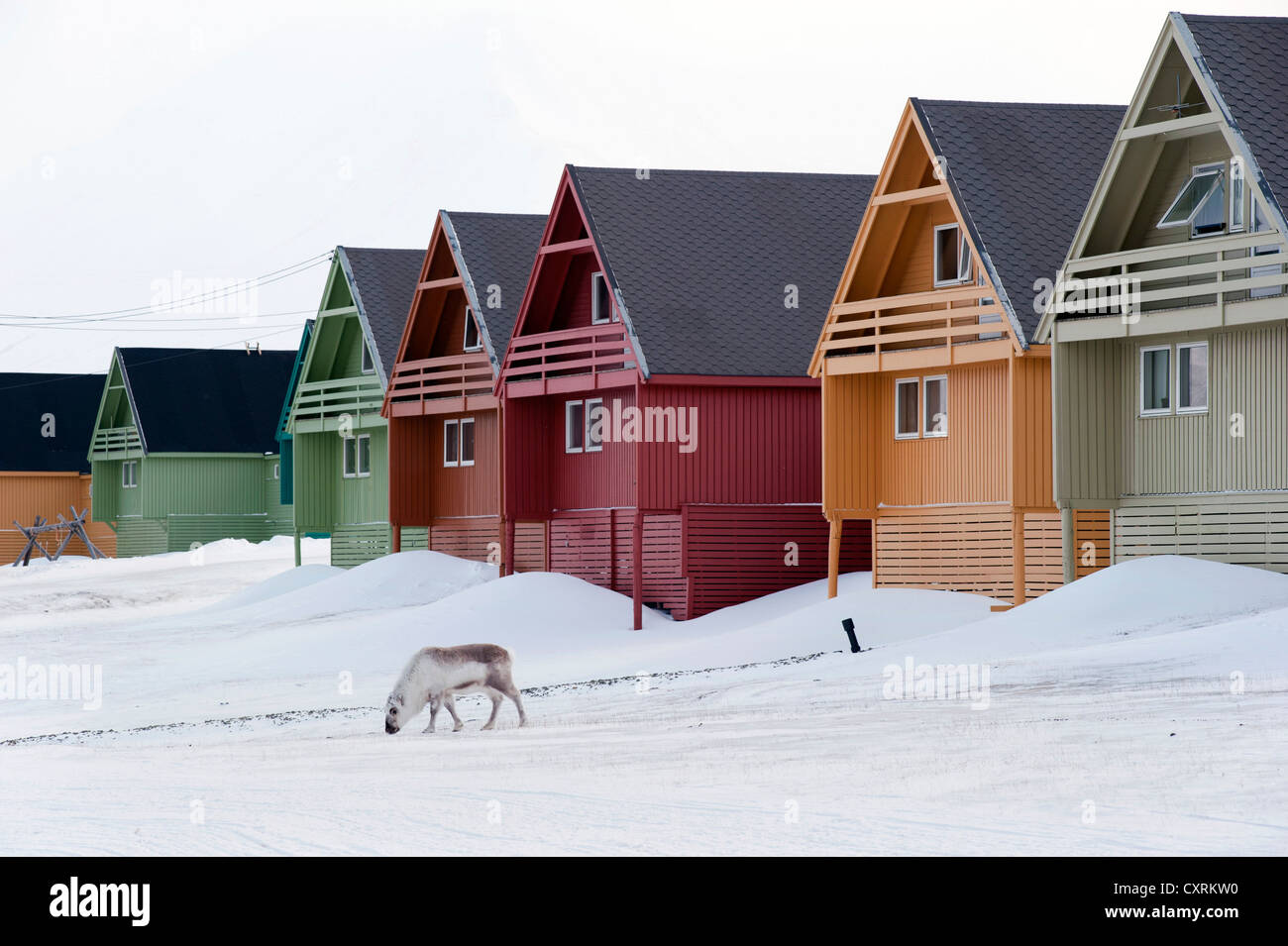 Svalbard Reindeer (Rangifer tarandus platyrhynchus) foraging for food in the snow in front of a row of colourful houses in the Stock Photo