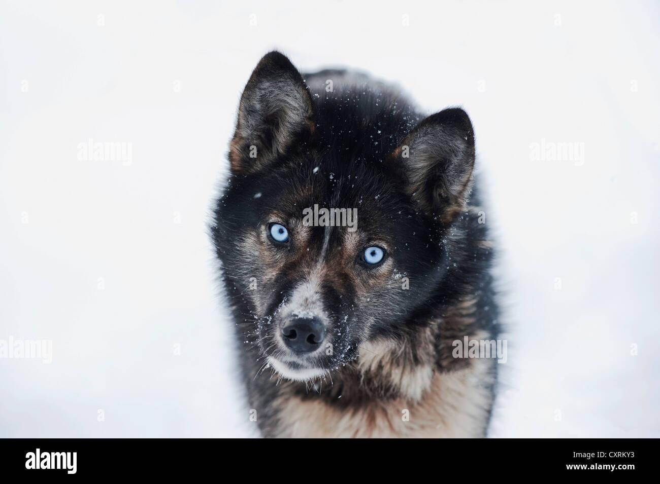 Alaskan Husky with blue eyes and snow flurries, Spitsbergen, Svalbard, Norway, the Arctic, Europe Stock Photo