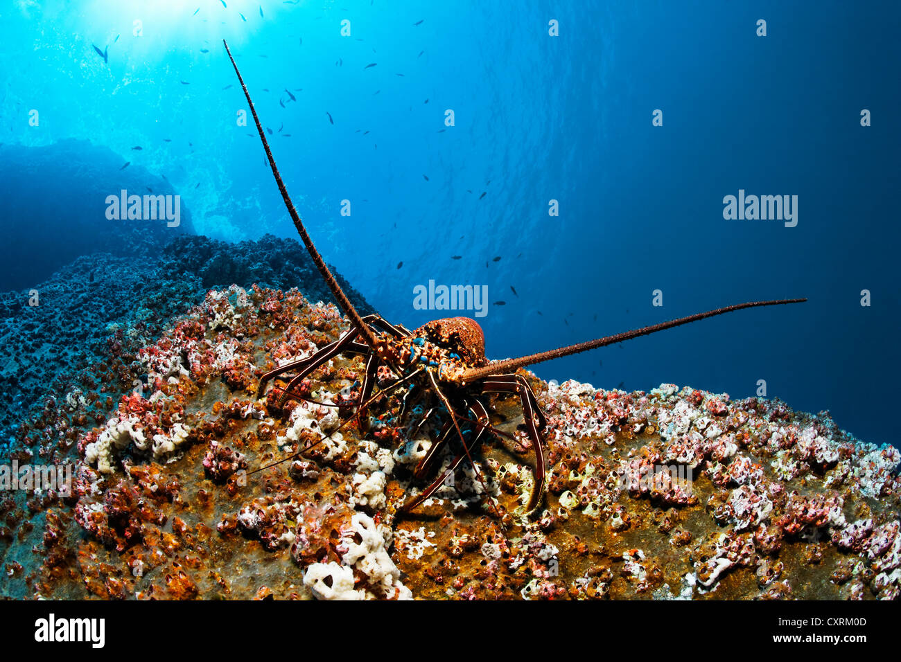 Green Pronghorn Spiny Lobster (Panulirus penicillatus) on rock with Pyramid Barnacles (Balanus trigonus), Roca Partida Stock Photo